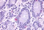 GPR148 Antibody in Immunohistochemistry (Paraffin) (IHC (P))