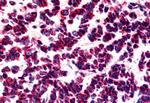 GPR15 Antibody in Immunohistochemistry (Paraffin) (IHC (P))