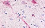 GPR15 Antibody in Immunohistochemistry (Paraffin) (IHC (P))