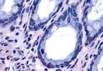 GPR15 Antibody in Immunohistochemistry (Paraffin) (IHC (P))