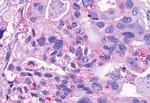 GPR150 Antibody in Immunohistochemistry (Paraffin) (IHC (P))