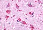 GPR150 Antibody in Immunohistochemistry (Paraffin) (IHC (P))