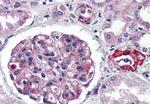 GPR150 Antibody in Immunohistochemistry (Paraffin) (IHC (P))
