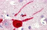 GPR151 Antibody in Immunohistochemistry (Paraffin) (IHC (P))