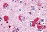 GPR151 Antibody in Immunohistochemistry (Paraffin) (IHC (P))