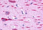GPR162 Antibody in Immunohistochemistry (Paraffin) (IHC (P))