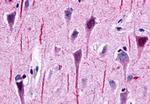 GPR162 Antibody in Immunohistochemistry (Paraffin) (IHC (P))