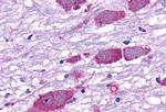 GPR162 Antibody in Immunohistochemistry (Paraffin) (IHC (P))