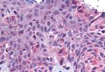 GPR162 Antibody in Immunohistochemistry (Paraffin) (IHC (P))
