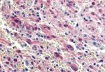 GPR17 Antibody in Immunohistochemistry (Paraffin) (IHC (P))