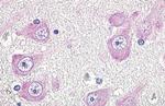GPR19 Antibody in Immunohistochemistry (Paraffin) (IHC (P))