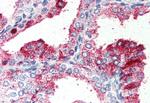 GPR27 Antibody in Immunohistochemistry (Paraffin) (IHC (P))