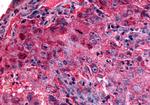 GPR27 Antibody in Immunohistochemistry (Paraffin) (IHC (P))