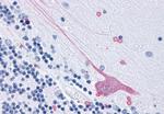 GPR3 Antibody in Immunohistochemistry (Paraffin) (IHC (P))