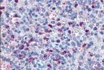 GPR34 Antibody in Immunohistochemistry (Paraffin) (IHC (P))