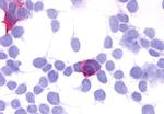 GPR35 Antibody in Immunocytochemistry (ICC/IF)