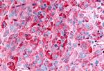 GPR35 Antibody in Immunohistochemistry (Paraffin) (IHC (P))