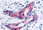 GPR35 Antibody in Immunohistochemistry (Paraffin) (IHC (P))