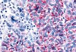 GPR35 Antibody in Immunohistochemistry (Paraffin) (IHC (P))
