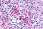 GPR35 Antibody in Immunohistochemistry (Paraffin) (IHC (P))