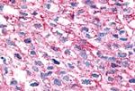 GPR35 Antibody in Immunohistochemistry (Paraffin) (IHC (P))