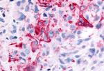GPR35 Antibody in Immunohistochemistry (Paraffin) (IHC (P))