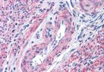 GPR40 Antibody in Immunohistochemistry (Paraffin) (IHC (P))