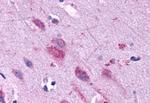 GPR40 Antibody in Immunohistochemistry (Paraffin) (IHC (P))
