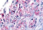 GPR45 Antibody in Immunohistochemistry (Paraffin) (IHC (P))