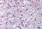 GPR50 Polyclonal Antibody