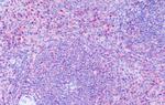GPR63 Antibody in Immunohistochemistry (Paraffin) (IHC (P))