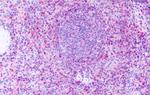 GPR63 Antibody in Immunohistochemistry (Paraffin) (IHC (P))