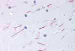 GPR68 Polyclonal Antibody