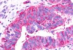 GPR81 Antibody in Immunohistochemistry (Paraffin) (IHC (P))