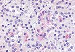 GPR81 Antibody in Immunohistochemistry (Paraffin) (IHC (P))