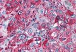 GPR82 Antibody in Immunohistochemistry (Paraffin) (IHC (P))
