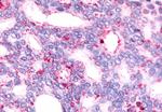 GPR88 Antibody in Immunohistochemistry (Paraffin) (IHC (P))