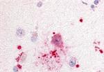 GPR88 Antibody in Immunohistochemistry (Paraffin) (IHC (P))