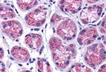 GPRC5C Antibody in Immunohistochemistry (Paraffin) (IHC (P))