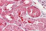 GPRC6A Antibody in Immunohistochemistry (Paraffin) (IHC (P))