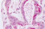 HUNK Antibody in Immunohistochemistry (Paraffin) (IHC (P))