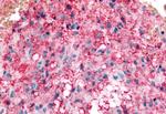 KCNMB3 Antibody in Immunohistochemistry (Paraffin) (IHC (P))