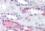 LPAR4 Antibody in Immunohistochemistry (Paraffin) (IHC (P))