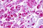 LPAR5 Antibody in Immunohistochemistry (Paraffin) (IHC (P))