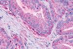LPAR6 Antibody in Immunohistochemistry (Paraffin) (IHC (P))