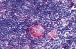 LPAR6 Antibody in Immunohistochemistry (Paraffin) (IHC (P))