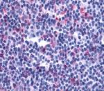 LTB4R2 Antibody in Immunohistochemistry (Paraffin) (IHC (P))