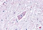 MRGD Antibody in Immunohistochemistry (Paraffin) (IHC (P))