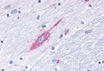 MRGD Antibody in Immunohistochemistry (Paraffin) (IHC (P))
