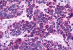 MRGPRE Antibody in Immunohistochemistry (Paraffin) (IHC (P))